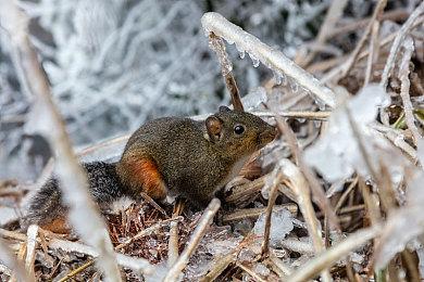 微软将在Windows 11更新中推出Game Pass广告